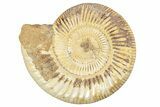 Jurassic Ammonite (Perisphinctes) - Madagascar #229528-1